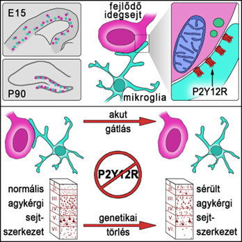 A mikroglia nyúlványai közvetlen kapcsolatot létesítenek a fejlődő neuronok sejttesteivel az embrionális 15. naptól kezdve (E15), a születés utáni fejlődés során és a posztnatális neurogenezis során is. Ezek a kontaktusok speciális szerkezettel és molekuláris összetétellel rendelkeznek: neuronális mitokondriumok és vezikulák feldúsulása együtt jár a mikroglia-specifikus P2Y12-receptorok felhalmozódásával a kapcsolatot kialakító mikroglia nyúlványok felszínén. Ezen receptorok akut gátlása a mikroglia-idegsejt kapcsolatok megszűnéséhez vezet, míg a P2Y12 gén kiütése  sérült agykérgi sejtszerkezetet eredményez