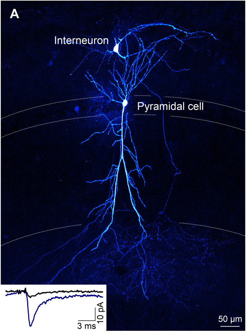 Simultaneous electrophysiological recording and labeling of a pyramidal cell and an interneuron connected with a weak synapse. The strength of the postsynaptic response (black) can be increased with pharmacological manipulation (blue). Simultaneous electrophysiological recording and labeling of a pyramidal cell and an interneuron connected with a weak synapse. The strength of the postsynaptic response (black) can be increased with pharmacological manipulation (blue).