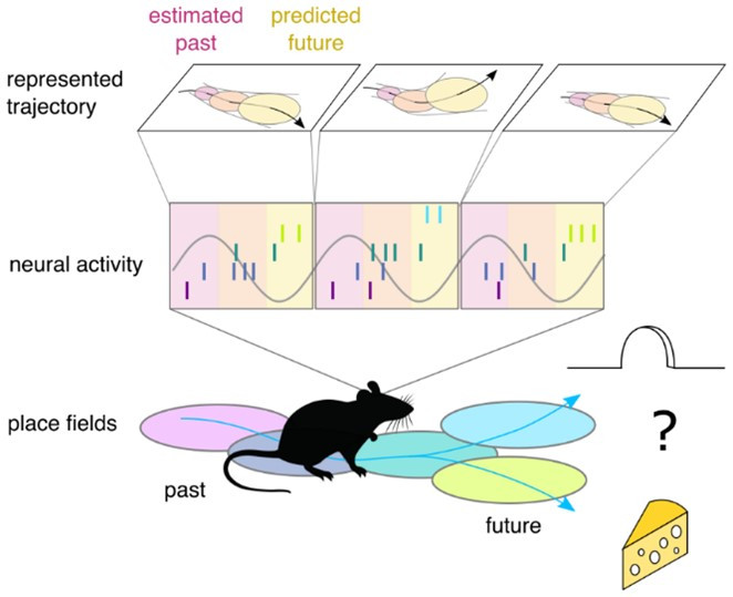 A set of place cells associated with place fields in the environment (bottom) are activated sequentially (middle, line segments) in each theta cycle (middle, sinusoidal wave). This neuronal sequence can be interpreted as encoding a potential motion trajectory in each theta cycle (top). Each encoded trajectory starts in the past, where uncertainty about the position is low, and ends in the future, where uncertainty is higher.