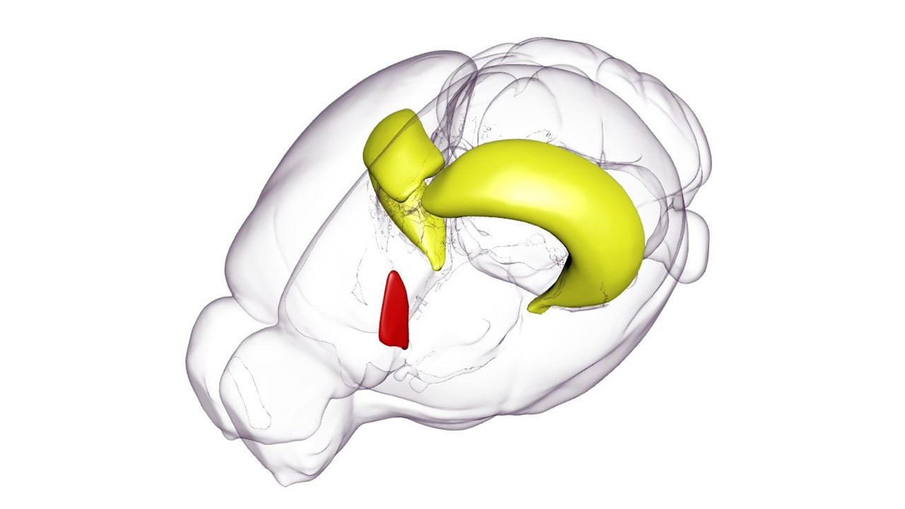 3D rendering of the mouse septohippocampal system. Visualized by Daniel Schlingloff using Scalable Brain Atlas software. 3D rendering of the mouse septohippocampal system. Visualized by Daniel Schlingloff using Scalable Brain Atlas software.