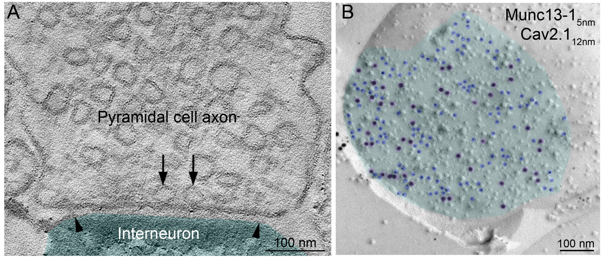 A)	Electron tomographic image showing the axon of a pyramidal cell filled with synaptic vesicles (round shapes). The technique resolves the position of each vesicle in the axon terminal and captures those that are docked to the presynaptic membrane (arrows) right before releasing neurotransmitters into the synaptic cleft. Arrowheads indicate the edges of the synapse formed by the axon terminal and the interneuron (cyan).
B)	Distribution of key synaptic proteins labeled with gold particles (highlighted with blue and purple) within the synaptic membrane (cyan) of a pyramidal cell axon. A)	Electron tomographic image showing the axon of a pyramidal cell filled with synaptic vesicles (round shapes). The technique resolves the position of each vesicle in the axon terminal and captures those that are docked to the presynaptic membrane (arrows) right before releasing neurotransmitters into the synaptic cleft. Arrowheads indicate the edges of the synapse formed by the axon terminal and the interneuron (cyan).
B)	Distribution of key synaptic proteins labeled with gold particles (highlighted with blue and purple) within the synaptic membrane (cyan) of a pyramidal cell axon.