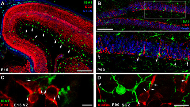 A) Embrionális agyról készült konfokális lézer pásztázó mikroszkópos felvétel mutatja a mikroglia (zöld) és a fejlődő idegsejtek (piros) eloszlását. Fehér nyilak jelzik a mikroglia felhalmozódását. B) A mikroglia (zöld) felhalmozódik a hippokampális gyrus dentatus szubgranuláris zónájában. A mikrogliális nyúlványok közvetlen kapcsolatot létesítenek a fejlődő idegsejtek (piros) sejttestjein és nyúlványain, az érett idegsejtek kék színben láthatók. C-D) Nagy felbontású képen a mikroglia-idegsejt kapcsolatok példái láthatóak embrionális (C) és felnőtt agyban (D), a fehér nyilak a kapcsolódási pontokat jelölik. A lépték 200 µm az A, 100 µm a B, 5 µm a C és 10 µm a D panelen.