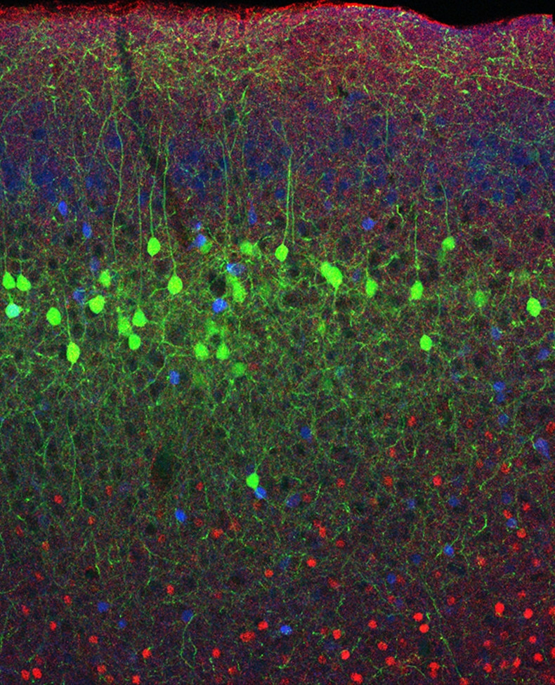 Pyramidal cells of the mPFC labelled with a green fluorescent protein are separated from genetically different populations labelled with red and blue. Using this method we could reliably differentiate distinct neuron populations in our study.