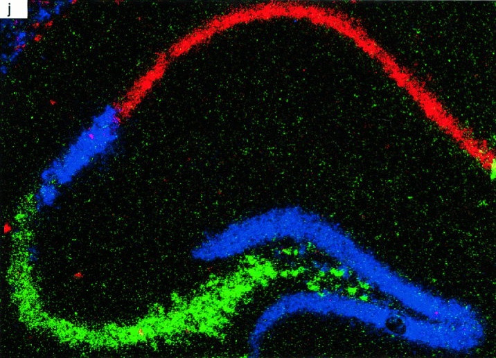 A hippokampusz nevezetű agyterület különböző területein más gének fejeződnek ki.