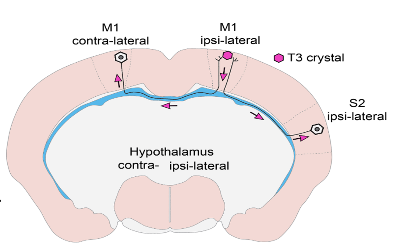 A THAI-egerek M1 agykérgi régiójába helyezett (kristályból felszabaduló) T3 az interhemiszférikus axonokon keresztül átjut a másik féltekébe, ahol a kontralaterális M1 régióban transzkripciós hatást vált ki, míg a régióval közvetlen összeköttetésben nem álló hipotalamuszban ilyen hatás nem mutatható ki.