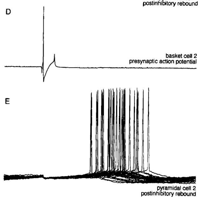 Egy sejttestre gátlást adó kosársejtben kiváltott akciós potenciált (felső rész) követően az elvezetett piramis sejtekben megjelenik egy IPSP, majd ennek elműltával a sejtek kisülnek (alsó rész). Mivel egy gátlósejt több száz serkentő sejtet idegez be, összehangolhatja azok működését.).