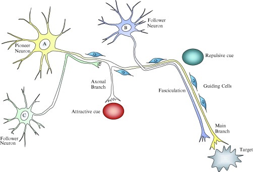 Az axonok növekedését irányító elemek, a jelmolekulák mellett gliasejtek és úttörő idegsejtek is részt vesznek a folyamatban.