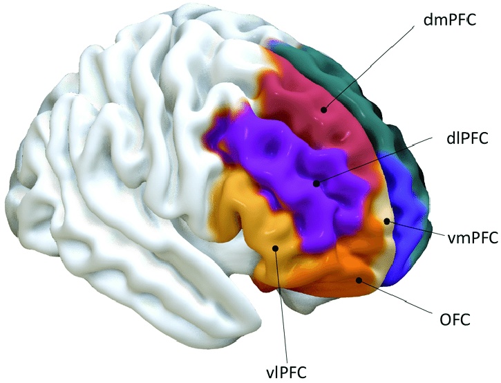 A homloklebeny, prefrontal cortex (PFC) területei.