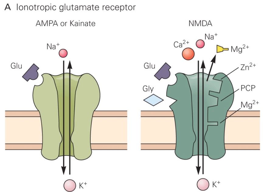 Baloldalt a serkentő áramok nagy részének kialakításáért felelős AMPA receptor látható a glutamát kötőhelyével. Jobboldalt az NMDA receptor látható, melynek a glutamát mellett számos további kötőhellyel rendelkezik. Ezek egyike a Mg kötőhelye, mely feszültségérzékenységét okozza.
