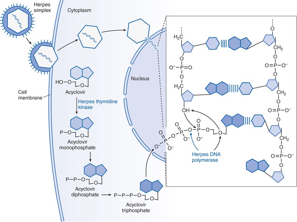 Az acyclovir hatásmechanizmusának lépései. A szövegben leírt eseményláncban két virális enzim vesz részt amit az ábrán kék szöveggel jeleznek.