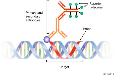 Egy szonda (probe) rendelkezik a felismerni kívánt DNS vags RNS szakasz komplementer szekvenciájával, ami a célzéshoz kell, illetve egy horgonyzó hellyel, amit az ez ellen termelt antitestek felismernek. Inn ekezdve az immunhistokémiában alkalmazott festési eljárásokkal lehet (többszörös erősítéssel) megjeleníteni a keresett szekvencia helyét.