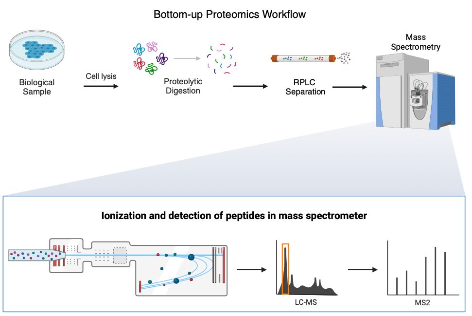 A sejtekben található fehérjekészlet mérése. A sejtek fehérjéit fehérjebontó enzimekkel kisebb darabokra (polipeptidek) vágják. A darabokat méret szerint válogatják, majd tömegspektrométerrel megmérik az egyes darabok tömeg/töltés arányát. Ez alapján megállapítható milyen aminosav sorrendű darabokból áll a minta. Adatbázisok használatával, a darabok eloszlásából megállapítható az egyes fehérjék előfordulása és viszonylagos mennyisége.