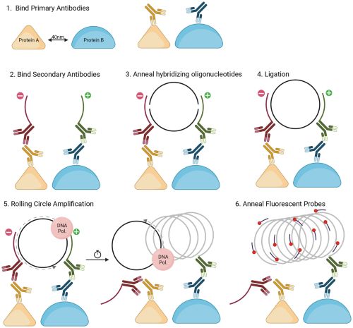 A proximity ligation assay működési elve: ha két molekula kellően közel van egymáshoz akkor a két molekulát felismerő antitestekhez kötött rövid, egyszálú DNS szakaszok kölcsönhatásba lépnek és egy erősítési folyamat után festékmolekulákat képesek kötni. Csak ott lesz jel, ahol a vizsgált fehérjék kölcsönhatnak.