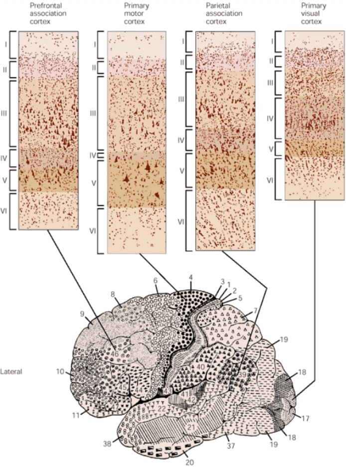 A feldolgozási láncban eltérő szerepet betöltő agykérgi területek felépítésének hasonlóságai és eltérései. Alul az agy felszínén jelölve vannak a Brodman által megfigyelt, kicsit eltérő felépítésű kérgi területek. A felső sorban a második oszlop az elsődleges mozgató kérget, a negyedik az elsődleges látókérget mutatja be. A mozgató kéreg erős kimenetet ad az V. és VI. rétegből az agy ősibb területei felé. A látókéreg pedig erős bemenetet kap a IV. rétegbe a talamusból. Az első és harmadik két asszociációs kéreg változatot mutat be. Ezeken a területeken a rétegek aránya viszonylag egyenletes. A II-III. réteg kicsit kifejezettebb, mivel ezek az agyterüetek erős kapcsolatokat alkotnak más kérgi területekkel.