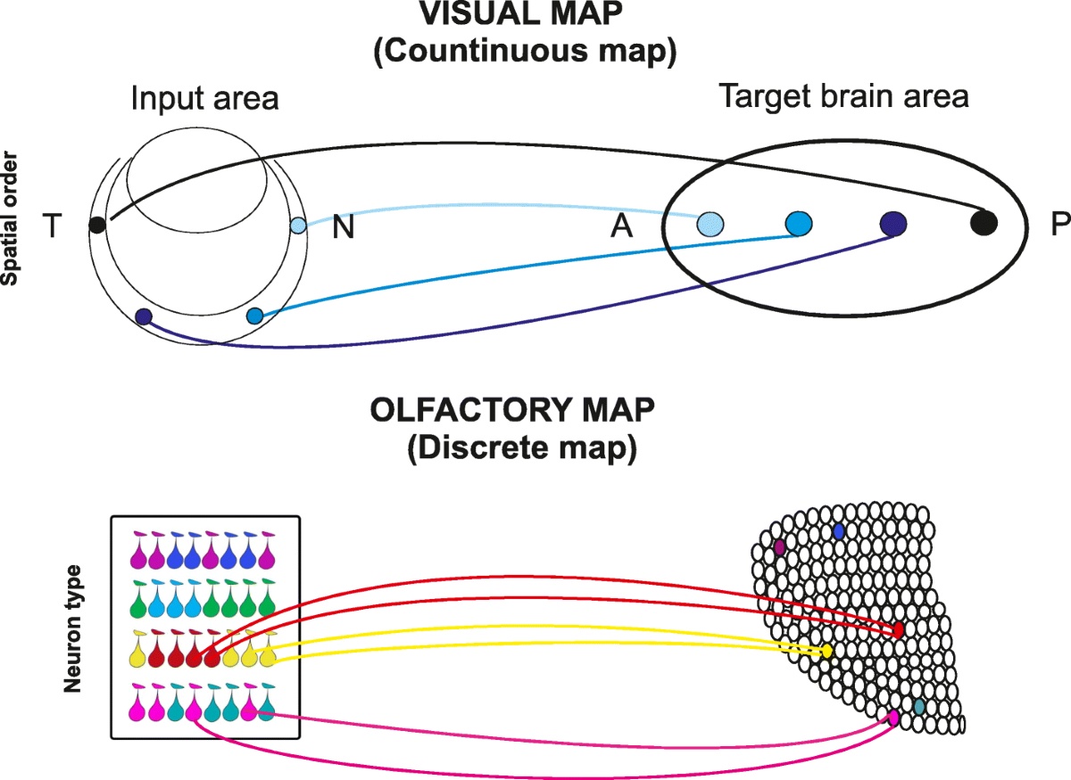 Míg a látópálya vetítésében megjelenik valami folyamatosság, térbeli rend (felül), a szaglósejtektől érkező ingerek a szaglókéregben egyedi mintázatokat váltanak ki, melyek nem rendezhetők egymás mellé és a szaglókéregben egyedi sejtmintázatokat aktiválnak (lent).