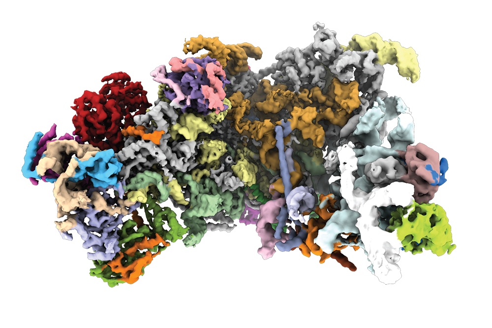 Sejtjeink egyik legfontosabb fehérje és RNS molekuláris gépe a fehérjeszintézist végző riboszóma
