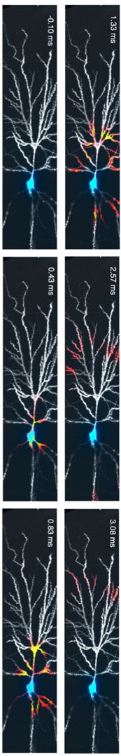 Egy sejttesten kialakult akciós potenciál dendritágakon való visszaterjedésének optikai mérése Voltron GEVI segítségével.  Az első első és az utolsó ábra között 3 millisecundum !!!! telt el. A módszer ennyire gyors és ilyen jó a térbeli felbontása is.