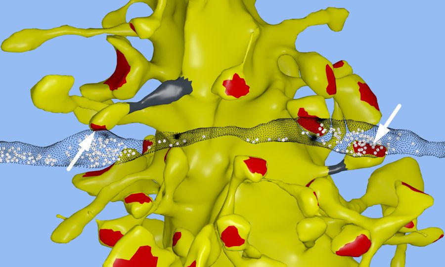 Egy serkentő sejt dendrit (sárga) 3D rekonstrukciója. A fekete pöttözéssel jelölt axon a fehér nyilakkal jelzett helyeken két szinapszist (piros foltok) létesít a denriten. Itt egy tucat szinapszis látszik, agyunkban 1 000 000 000 000 000 van belőlük.