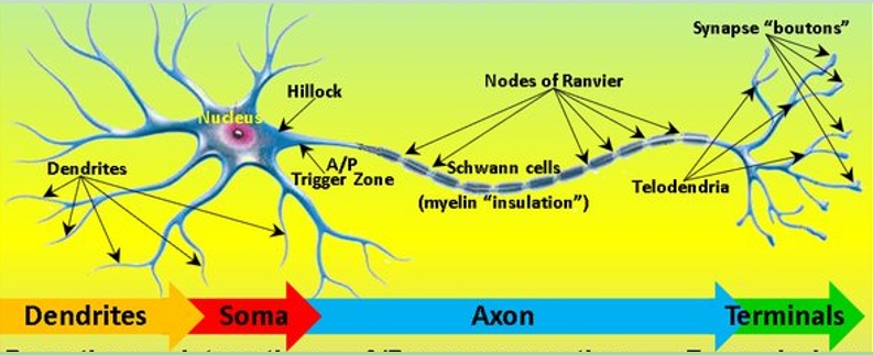 A jelek áramlása az idegsejt különböző részein. A hatóanyagok rájuk jellemző támadáspontokon hatnak. Befolyásolhatják a sejtek jelösszegzését (hatás a dendriteken) akciós potenciál mintázatát (hatás a sejttesten) és a sejtek közötti ingerületátvitel útján a hálózati tulajdonságokat (hatás a szipapszis axon vagy denrit felőli oldalán).