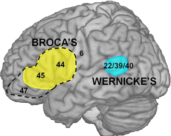 A beszéd előállításában fontos Broca területet homloklebeny bal 44 és 45 Brodman féle területei alkotják.