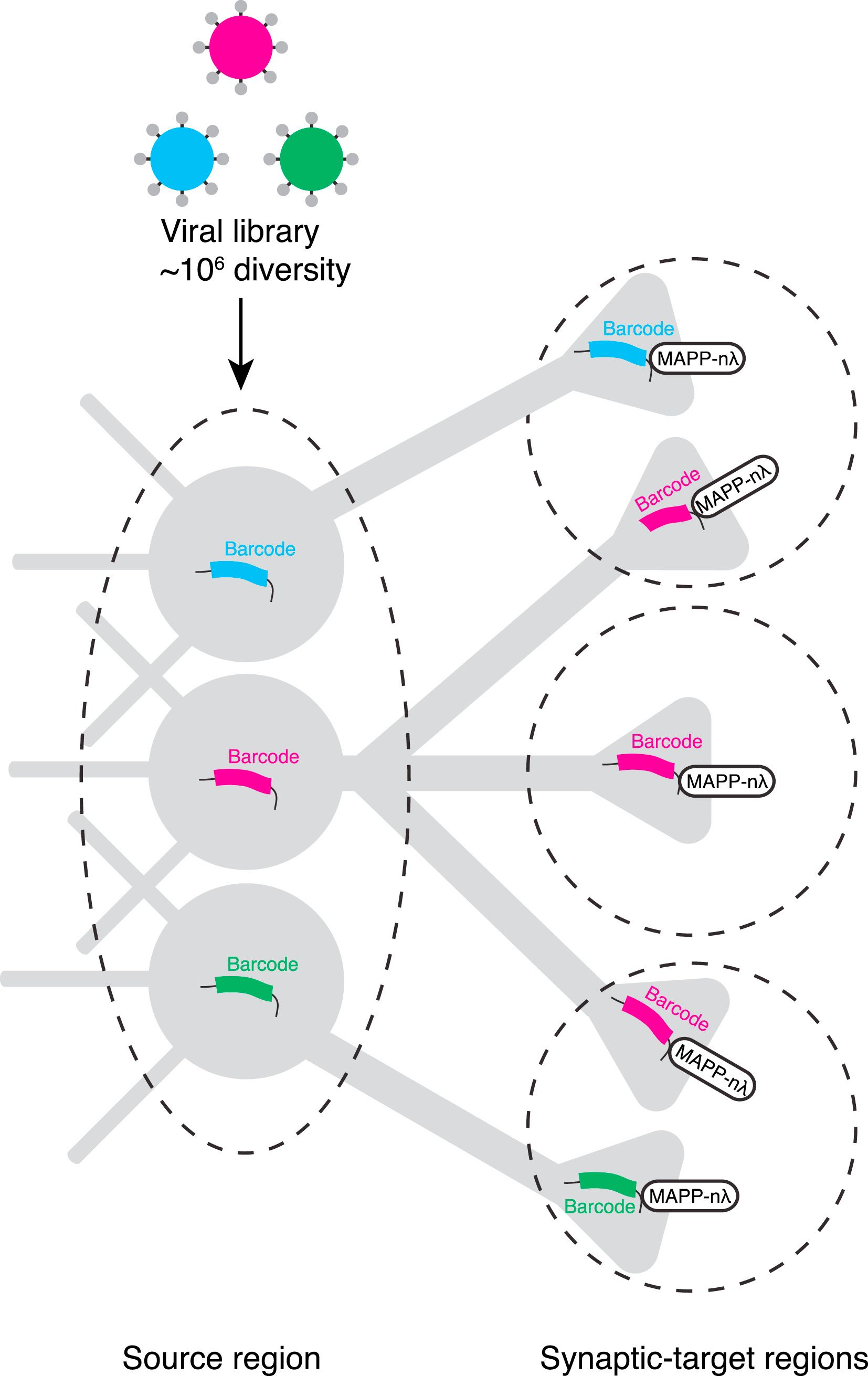 Felderíthető, hogy egy terület kölönböző sejtjei mely területkere vetítenek, vannak-e elágazó axonágaik, illetve hogy egy terület kap-e bemeneteket eltérő sejttípusoktól.