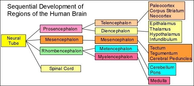 Az agyterületek kialakulásának lépései.