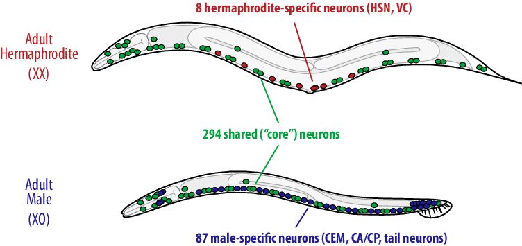 A különböző nemű fonálférgek idegsejtjei