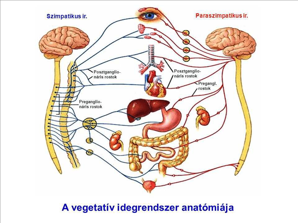 A belső szerveink működését szabályozó vegetatív idegrendszer szimpatikus (stressz) és paraszimpatikus (regenerálás) ágának vázlata.