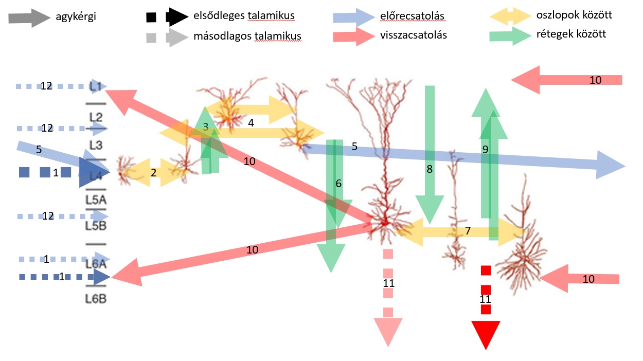 Erős visszacsatolások fogyelhetők meg az agykéregben a rétegeken belül (sárga) és rétegei között (zöld).