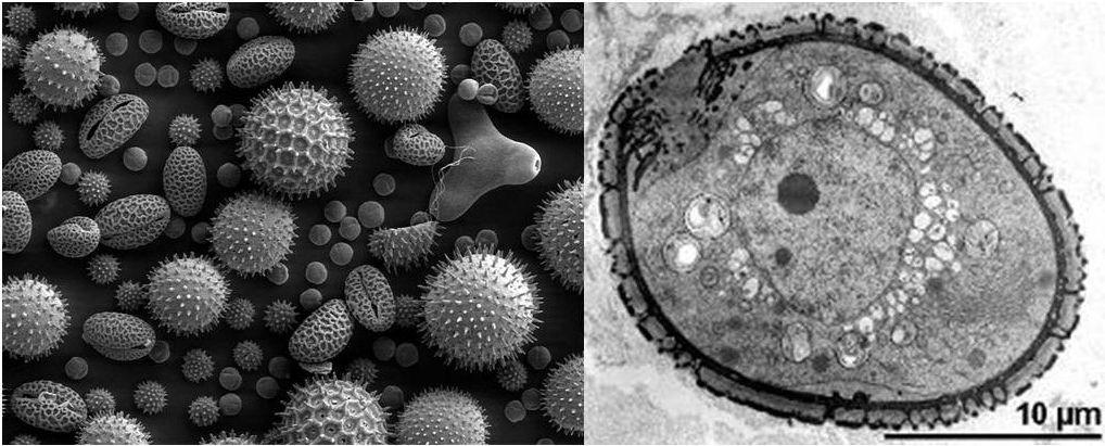 Virágpor szemcsék letapogató (SEM) és átvilágító (TEM) elektron mikroszkópokkal készült képe. Az egyik a 3D szerkezet megjelenítésében a másik a részletekeben jeleskedik.