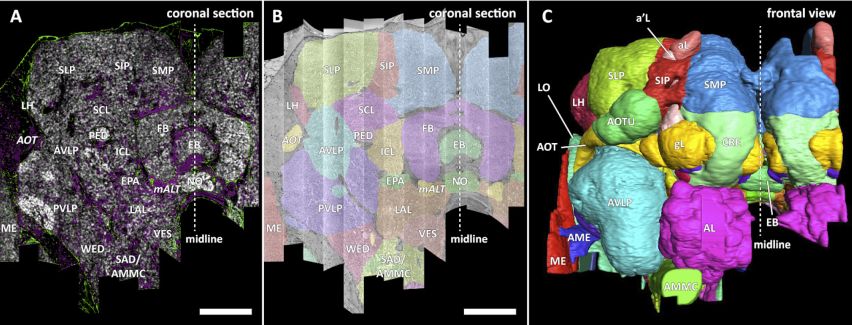 A muslinca agy rekonstrukciójának lépései. A) egy elektronmikroszkópos metszetekből összeállított réteg, B) a rétegen azonosított agyterületek, C) az agyterületek 3D rekonstrukciója