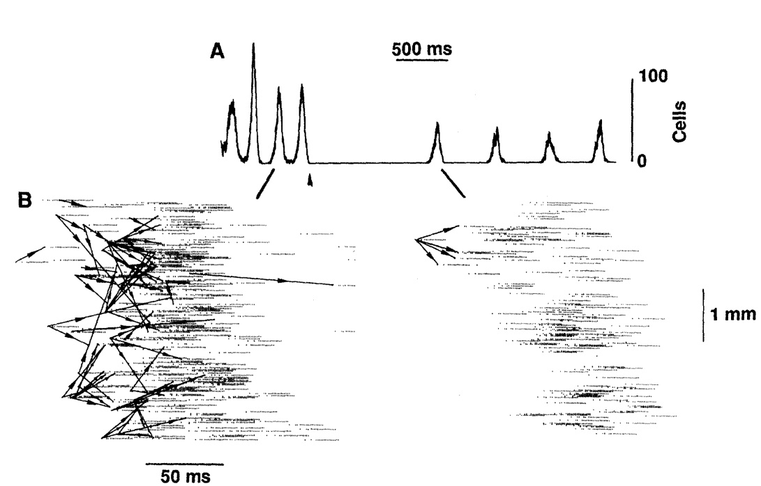 Egy klasszikus ábra Traub, Miles and Wong 1989-es Science cikkéből, mely kisüléssorozatok terjedését mutatja a hippokampusz számítógépes modelljében