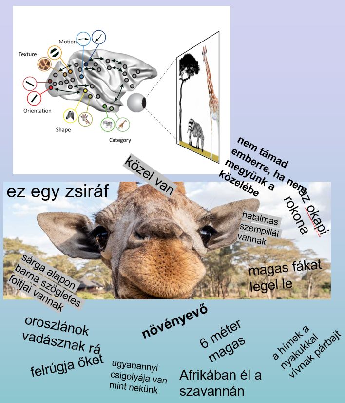A többlépcsős feldolgozás során az agyterületek összekapcsolt jelfeldolgozásának eredményeként a magasabb területeken kialakulnak a tárgyakat és jelenségeket leíró modellek, melyek tartalmazzák az információt a dolog összes eleméről. Azt is amit épp nem érzékelünk. A feldolgozási lépcső minden agyterülete hozzájárul az aktiválódott modell elemeinek összerakásához.