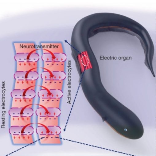 Az elektromos angolna elektromos szervében módosult izomsejtek találhatók, melyek rendezetten helyezkednek el. Az izomsejtek az idegsejtekhez hasonló elektromos jeleket hoznak létre, de ellentétben az aggyal ahol a sejtek nyúlványrendszere üsszefonódik és az áramok lerontják egymást, az angolna elektrocitáinak elektromos tere összeadódik.
