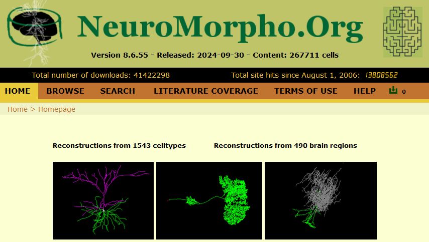 Az idegsejtek szerkezetéről és eloszlásáról elérhető adatokat közzétevő neuromorpho.org oldal nyitólapja.