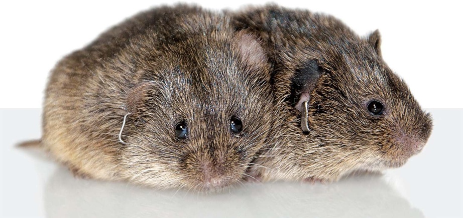 Az oxytocin receptorainak mennyisége határozza meg hogy egy préripocok faj tartós párkapcsolatban él-e vagy pedig nem.