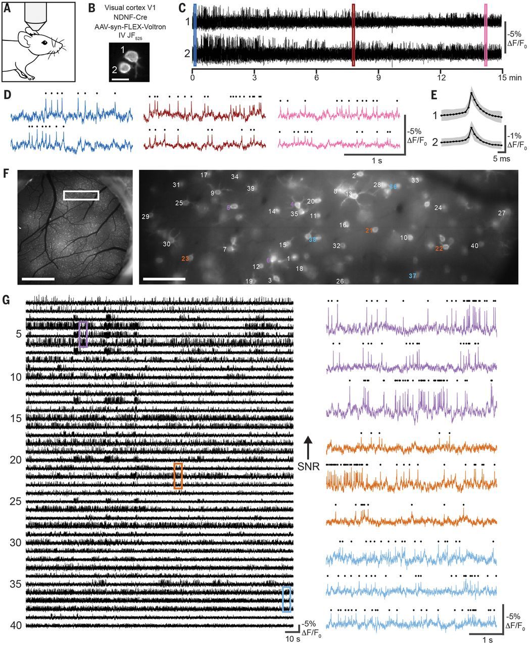 A Voltron (GEVI) festék lehetővé teszi, hogy viselkedő állat látókérgében millisecundumos felbontással mérhessük több tucat idegsejt membránfeszültségét. A küszöb alatti változásokat és az akciós potenciálokat is detektálni lehet. Az F részábrán látható 40 sejt jeleit mutatja a G rész, jobboldalt néhány csatorna kinagyítva.