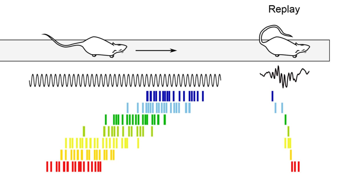 Az ábra bal oldalán a felderítő patkány hippokampuszának aktivitása látható (fekete görbe, théta hullám). A színes vonalak egy-egy multimodális elemekbő összerakódó szituációban bekapcsoló idegsejt tüzelését (aktivitását) mutatják. Amikor valami fontos türténik, az állat megáll (jobb oldal) és hippokampuszában egy éleshullám (sharp-wave) nevű aktivitás jelenik meg (fekete görbe). Ez alatt a korábbi szituációkban aktív idegsejtek újra aktiválódnak és a közelműlt élményei időben tömörítve visszajátszódnak. Ezek a mintázatok eljutnak a külömböző asszociációs és modális kérgekbe, hogy mint hossszútávú emlékek rögzüljenek. Hasonló éleshullámok jelennek meg alvás alatt és nagyon fontosak az emlékek megszilárdításában. Tessék aludni!