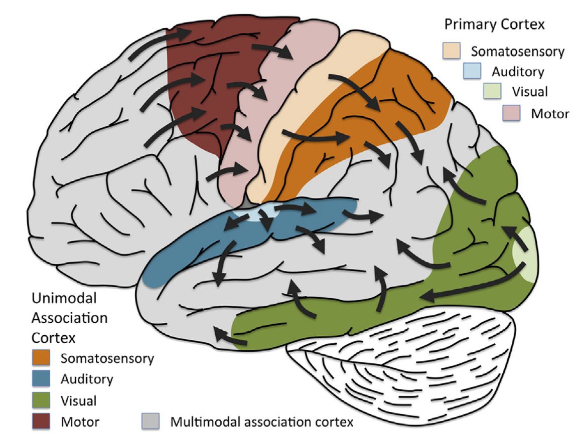 Az agykéri információfeldolgozás és áramlás lépcsői (hierarchiája). Az elsédleges kérgi területeket halvány színek jelzik. A hozzájuk tartozó másodlagos (unimodális asszociációs) területeket erős színek jelzik. Azokat a legmagasabb rendű kéregterületeket ahol több érzékszervből összefutó információ hat kölcsön a rajz szürkével jelőli. Nyilak jelzik az információ áramlás irányát. Míg a zérzékelés oldalán (látás, hallás, tapintás) az információ az elsődleges, másodlagos (unimodális asszociációs) és multimuodális asszociációs irányba terjed, addig a motoros (kimenet, válaszok) oldalon a homloklebeny (legfontosabb multimodális asszociációs terület, az agy elején, itt a bal oldalon), premotor kéreg (barna) és elsődleges mozgató kéreg az irány.