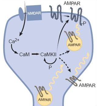 Molekuláris kölcsönhatások láncolata, mely a szinapszis megerősödéséhez vezet. Az NMDA receptor által beengedett Ca2+ egy CAMKII nevű molekulához kapcsolódik, ami ennek hatására további AMPA receptorokat irányít a szinapszisba.
