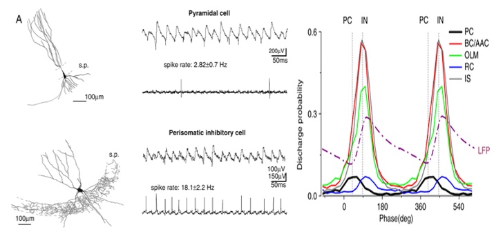 A serkentő piramissejtek (bal felső) és PV tartalmú gátlósejtek (bal alul) tüzelési mintázata (spikeok az EEG alatt) a megfigyelt gamma oszcillációhoz viszonyítva. Jobb oldalt a sejtek aktivitásának időzítés eloszlása látható a gamma oszcillációhoz képest (LFP-vel jelölt, pont-vonal). A vastag fekete vonallal jelölt, alacsony frekvenciával tüzelő serkentő sejtek (PC) korábban tüzelnek, mint a piros vonallal jelölt kosár és axo-axonikus sejek (BC/AAC), melyek hatékony gátlásukkal elhallgattatják a serkentő sejteket. A ciklus kisvártatva újra indul, másodpercenként 40-szer.
