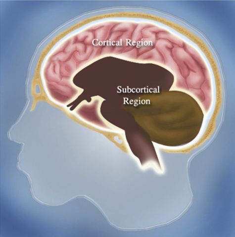 Az agy két felépítésében és funkcionálisan eltérő része, az agykéreg (rózsaszín) és a kéreg alatti területek (barna).