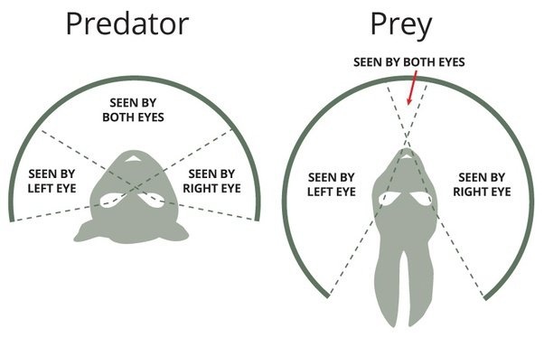 A ragadozó (bal) és prédaállatok (job) látótere eltérő mértékben fed át,. A térlátásért cserébe a ragadozók feláldozzák látóterük egy részét.