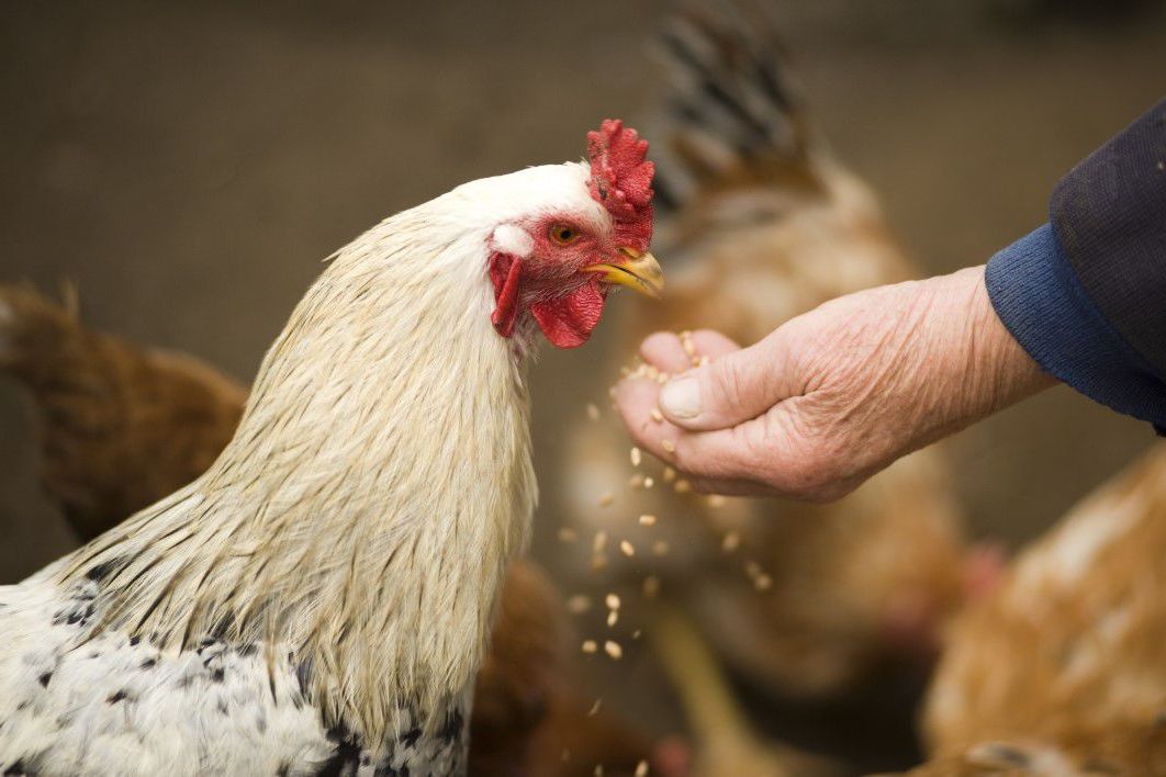 A csirkék jobb szemükkel nézik meg közelebbről a dolgokat. Ezalatt bal szemük a külvilág fele néz és észreveszi ha menekülni kell. Lehet ez az alapja a féltekék információ feldolgozás belis szakosodásának?