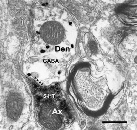 Egy fekete csapadékkal jelölt serotonin tartalmú rost végződik egy gátlósejt dendritjén, melyet a fekete aranyszemcsék jelenléte azonosít, melyek a GABA előfordulását jelzik. Nyílhegyek mutatnak a két elem közötti szinapszisokra.