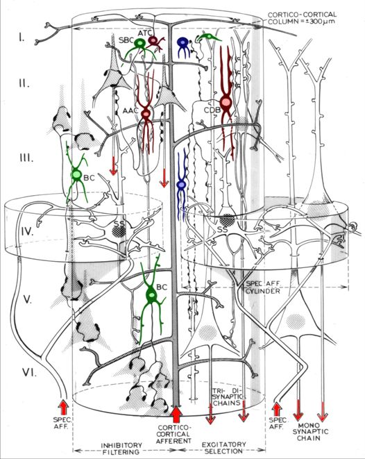 Szentágothai János ábrája egy agykérgi modulról. Ilyen modulok ismétlődnek az agyban milió számra.