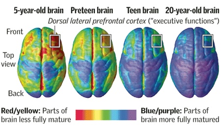 Az agy fejlődő területei különböző életkorokban. Melegebb színek jelzik a fejlődő területeket. 20 éves korunk után lassul agyunk fejlődése, bár a homloklebenyben még akkor is történnek váátozások.
