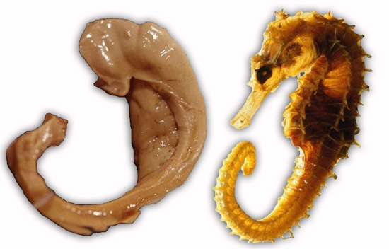 Az emberi hippokampusz dupla kanyarulatával (bal) a tengericsikóra (latinul hippocampus) emlékeztette az anatómusokat.