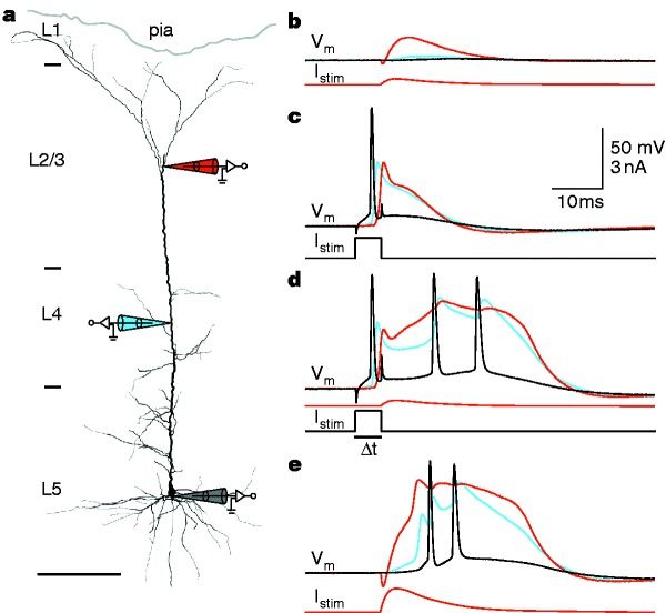 Egy sejt jelintegrációját vizsgáló sokelektródás mérés bemutatása. A visszaterjedő akciós potenciál (AP) és a távoli, küszöb alatti áraminjekció kapcsolatát vizsgálták. Hatalmas technikai bravúr ugyanazt az idegsejtet a sejttestjén és távoli dendritágain megcsípni egy elektródával. Kevés ilyen cikk van az irodalomban, pedig nagyon fontos információkat nyújtottak a sejtek jelintegrációs tulajdonságairól.  a) Egy festékkel feltöltött piramissejt rekonstrukciója, a regisztráló pipetták helyzetének szimbolikus jelölésével (a sejttesttől 770 µm-re pirossal, 400 µm-re kékkel, valamint egy a szómán szürkével). A kérgi rétegek bal oldalon vannak feltüntetve. Méretskála: 200 µm. b) A távoli pipettán (piros jel, alul) alkalmazott, 0,3 nA csúcsamplitúdójú, EPSP-alakú áraminjekció a sejttestben mindössze 1,4 mV-os jelet eredményezett. Ez nem érte el sem a Ca²⁺-AP, sem a Na⁺-AP küszöbét. A /stim az injektált áramot, a Vm a mért membránpotenciált jelöli. A pozitív áram intracelluláris depolarizációt okoz. A színek az ábrán látható megfelelő elektródáknak felelnek meg. c) A szómán alkalmazott küszöbértékű áraminjekció (fekete, /stim jelölésű görbe) akciós potenciált váltott ki, amely a dendritben csökkent amplitúdójú, ugyanakkor megnövekedett szélességű volt. d) Visszaterjedő AP. Az (b) és (c) pontban alkalmazott áraminjekciók kombinációja, 5 ms-os időközzel (t) elválasztva, akciós potenciál-burstöt váltott ki a disztális dendritben keletkező Ca²⁺-AP kezdetét követően. (t: az egyes impulzusok kezdetei közötti idő.)