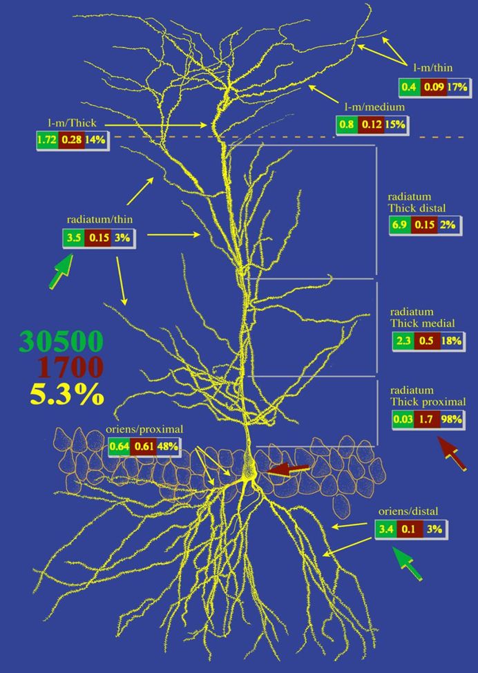 Egyetlen hippokampális piramissejtre érkező serkentő és gátló bemenetek eloszlása, mennyisége és aránya.